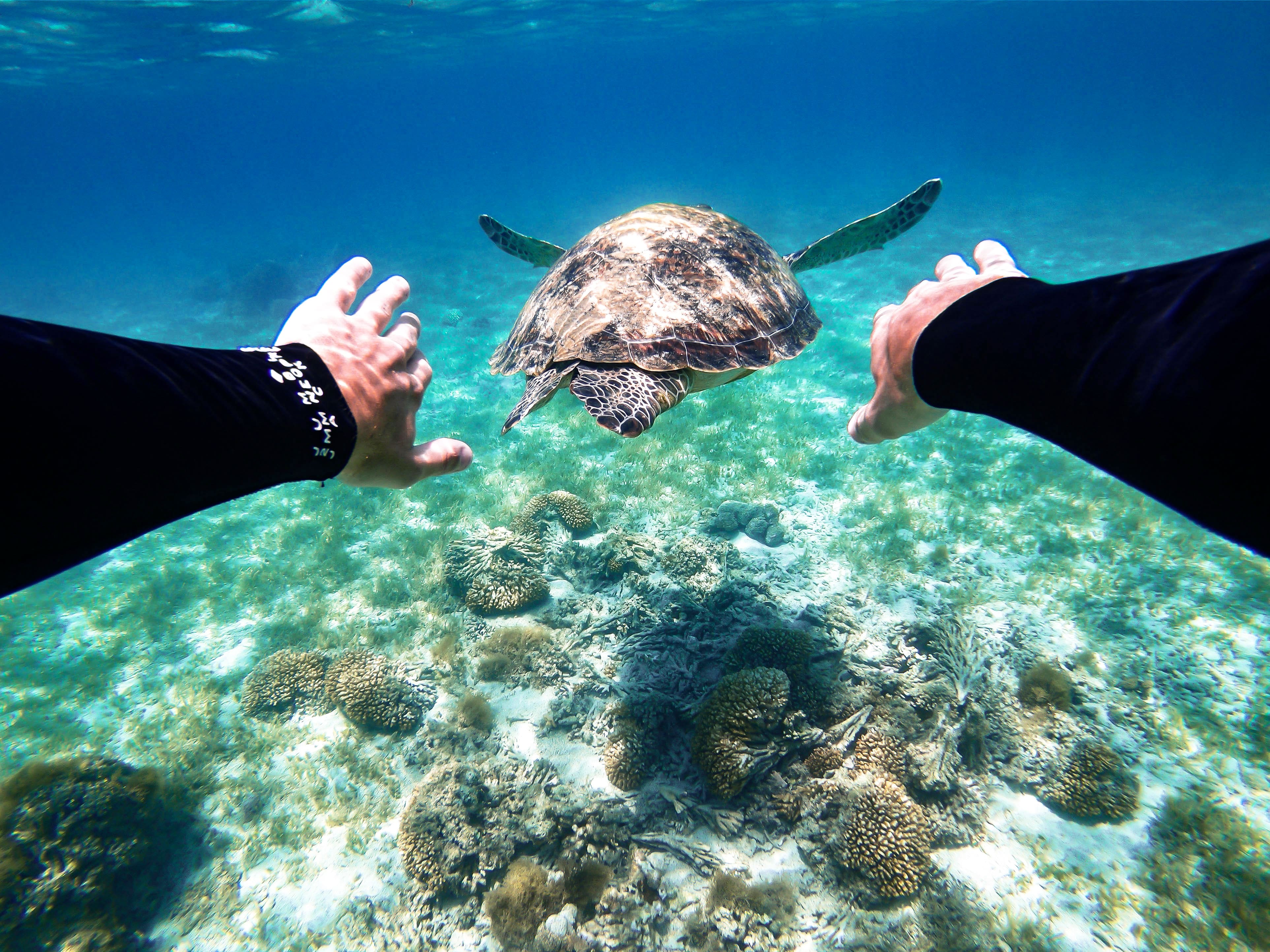Diving in Lord Howe Island Turtle swimming in Lord Howe Island